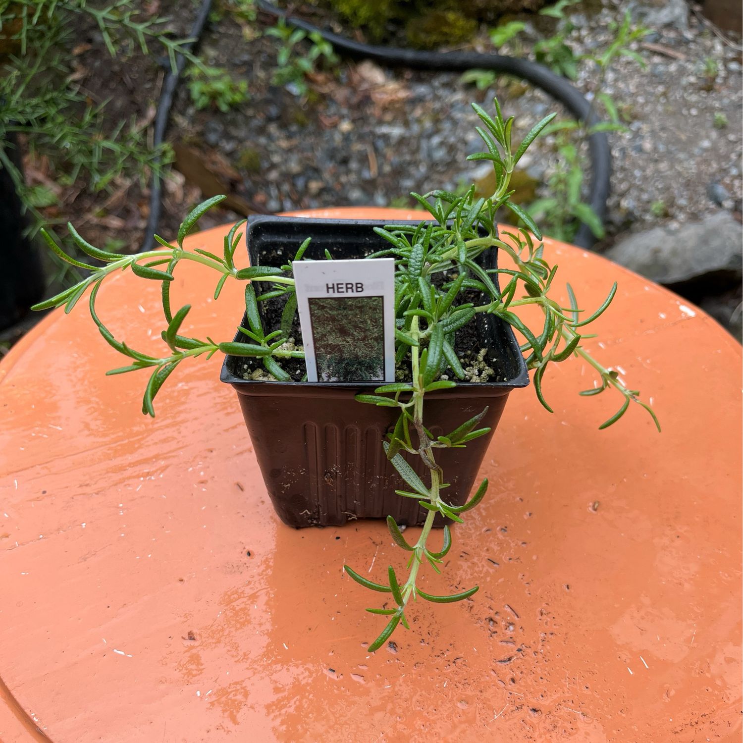 Rosemary - Trailing, Rosemary &#39;Prostratus&#39; 4&quot;