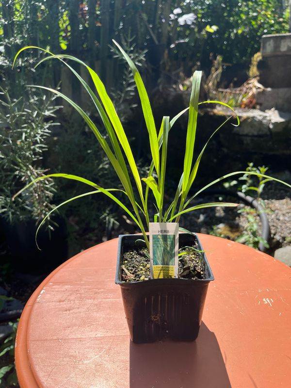 Lemon Grass, Cymbopogon 4&quot;