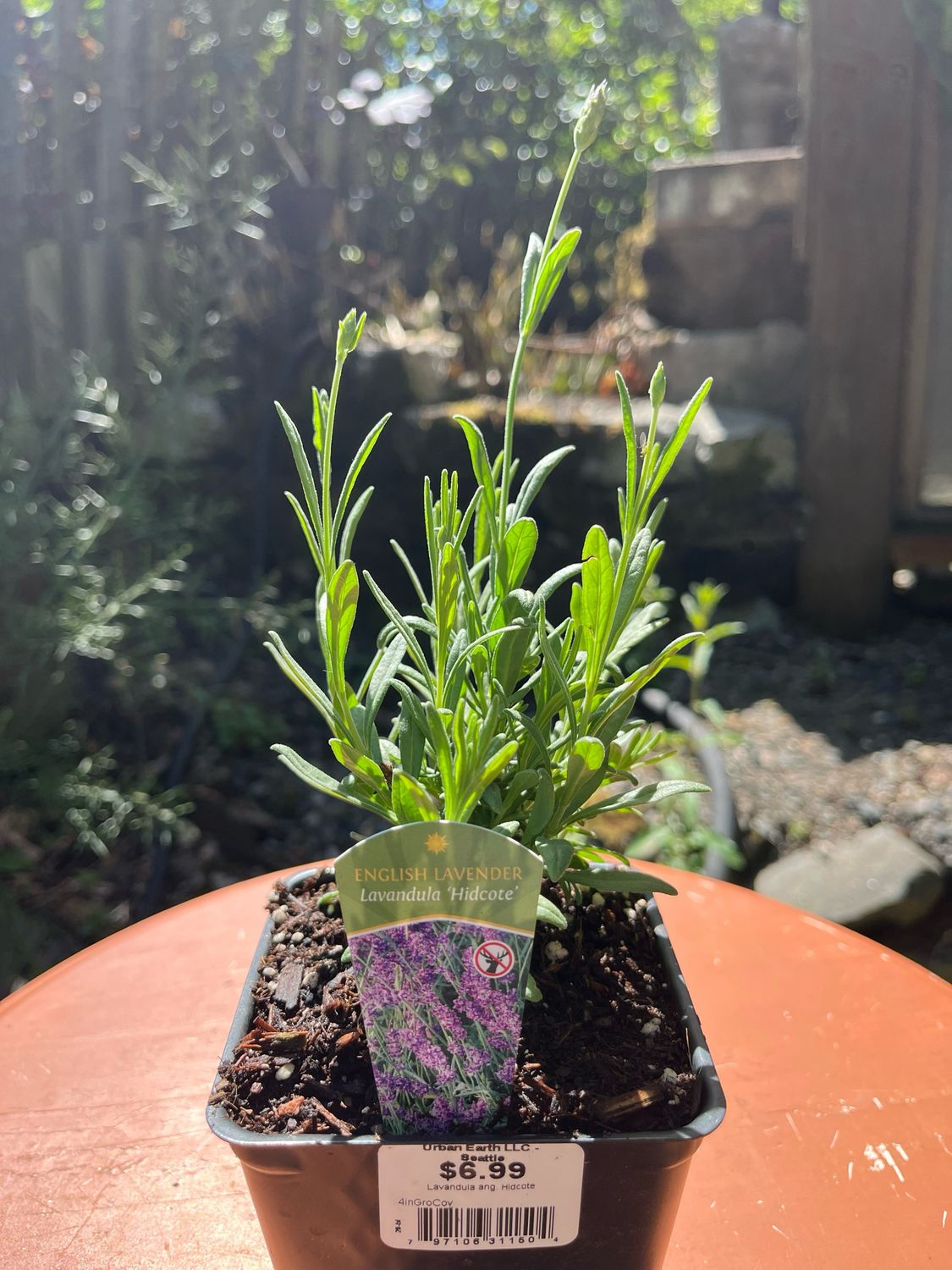 Lavandula ang. &#39;Hidcote&#39; 4&quot;