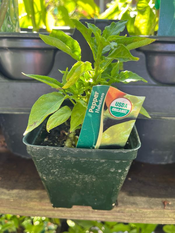 Pepper &#39;Habanero&#39; 4&quot;