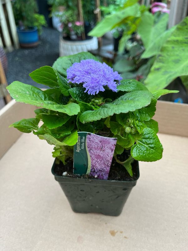 Ageratum &#39;Aloha Blue&#39;  4&quot;