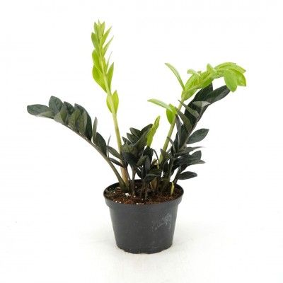 ZZ Plant, Zamioculcas zamiifolia &#39;Super Nova&#39; 6&quot;