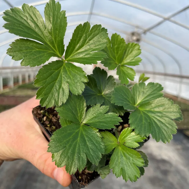 Barren Strawberry, Waldsteinia ternata 4&quot;