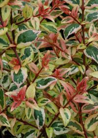 Abelia, Abelia grandiflora &#39;Mardi Gras&#39; 1gal