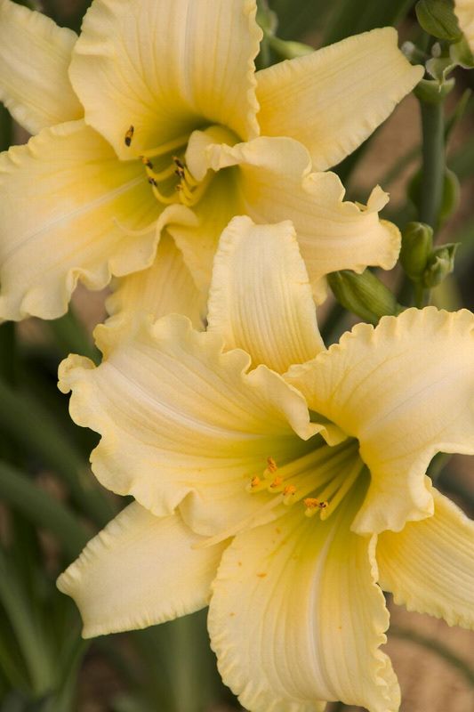 Daylily, Hemerocallis &#39;EveryDaylily Cream&#39; 1gal