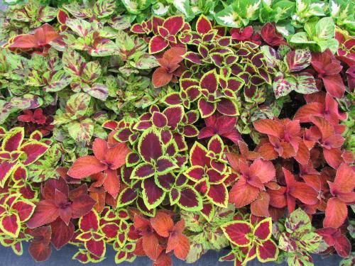 Coleus Asst 4&quot;
