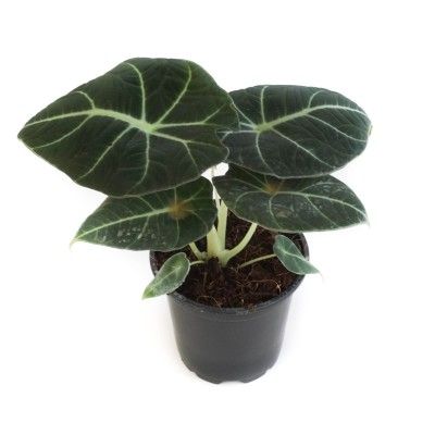 Alocasia Black Velvet, Alocasia Reginula 2&quot;