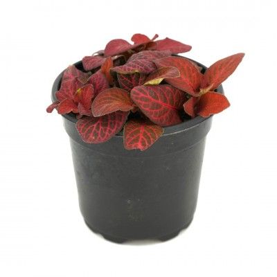 Fittonia &#39;Red Flame&#39; 4&quot;