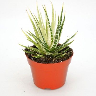 Haworthia attenuata &#39;Variegata&#39; 4&quot;