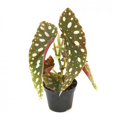 Begonia maculata 2&quot;