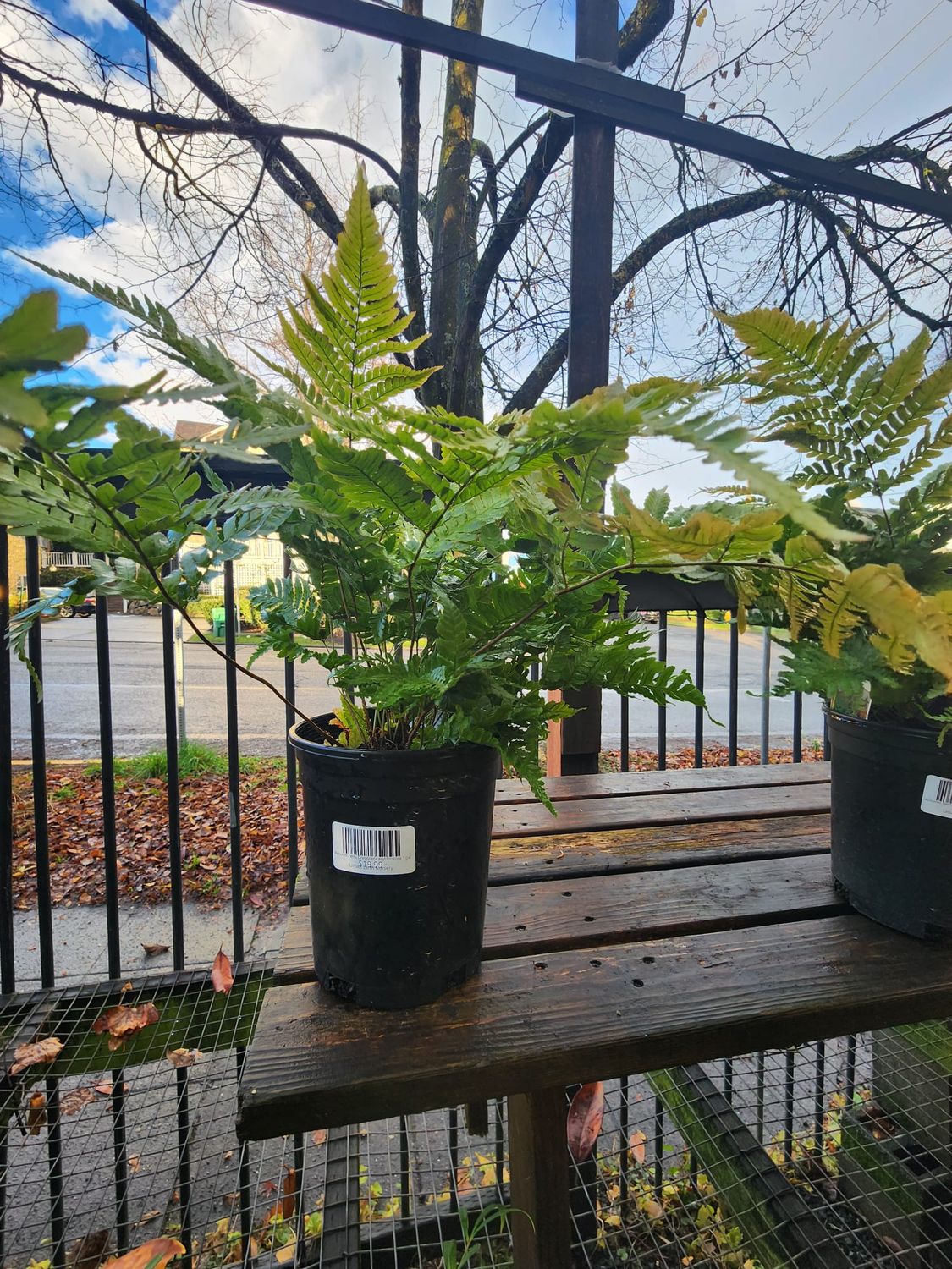 Autumn Fern, Dryopteris erythrosora 1gal