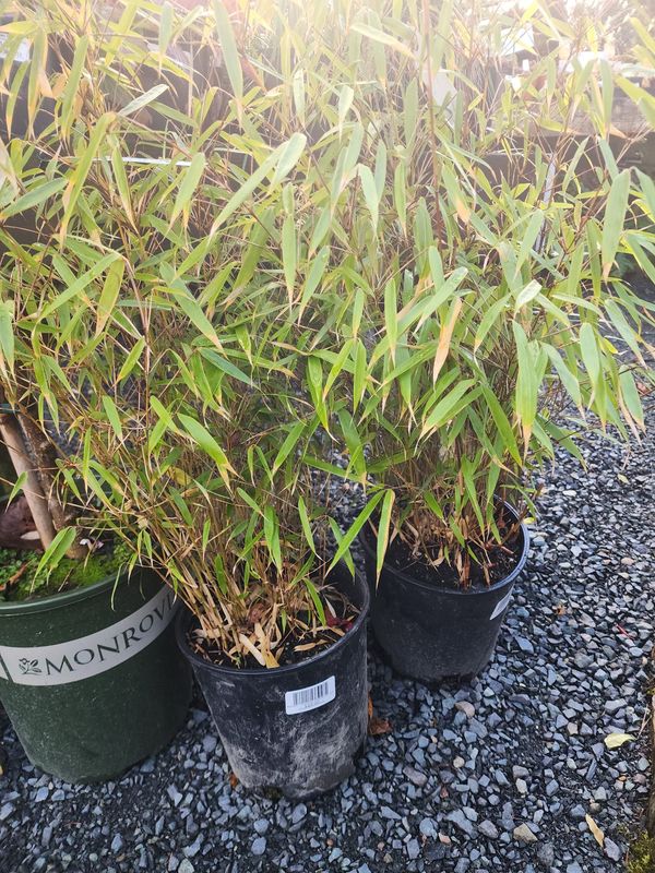 Bamboo - Clumping, Fargesia rufa 2gal