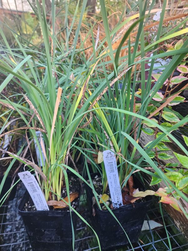 Angel&#39;s Fishing Rod, Dierama hybr. 4.5&quot;