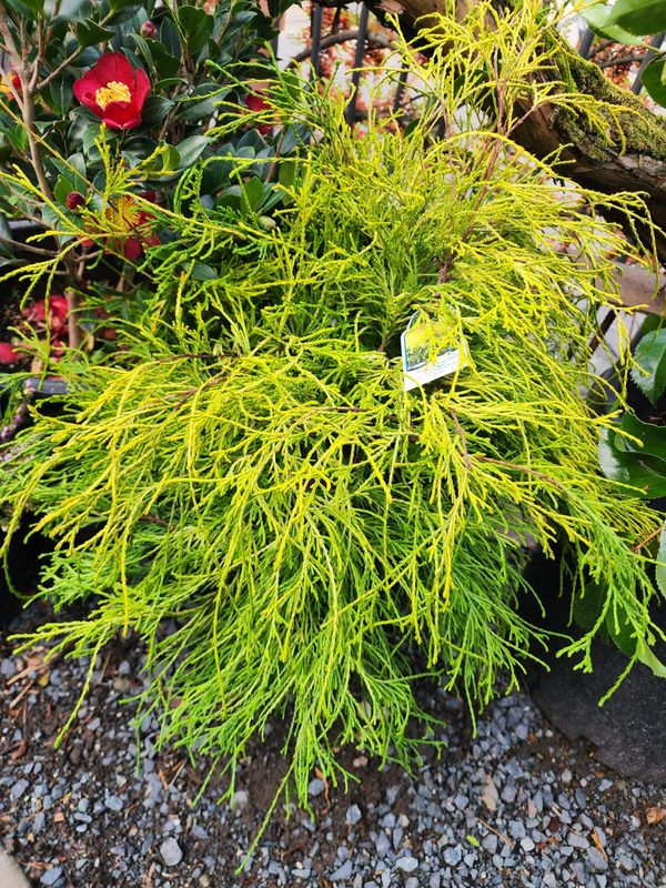 Cedar - Japanese Threadleaf Cypress, Cham. &#39;Gold Mops&#39;  5gal
