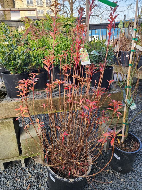 Enkianthus c. &#39;Showy Lantern&#39; 3-4&#39;