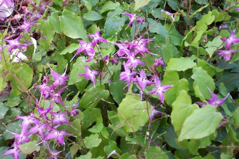 Barrenwort, Epimedium grand. &#39;Lilafee&#39; 1gal