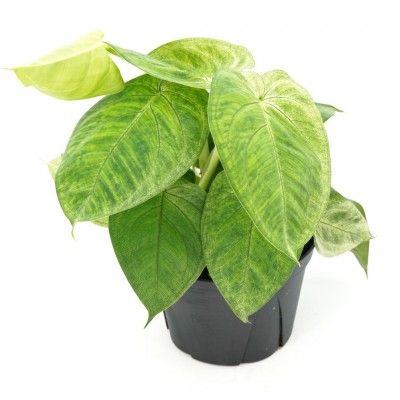 Arrowhead Plant, Syngonium macrophyllum &#39;Frosted Heart&#39; 4&quot;