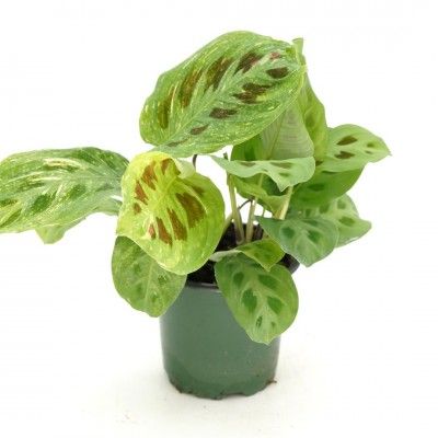 Prayer Plant, Maranta leuconeura &#39;Variegata&#39; 4&quot;
