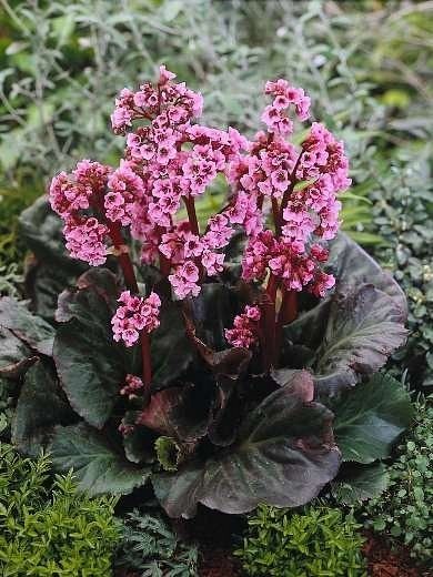 Bergenia cordifolia &#39;Magic Giant&#39; 1 Gal
