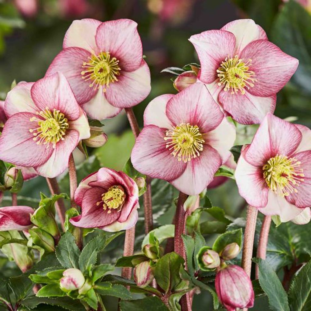 Hellabore, Helleborus &#39;Ice N&#39; Roses Carlotta&#39; 1gal