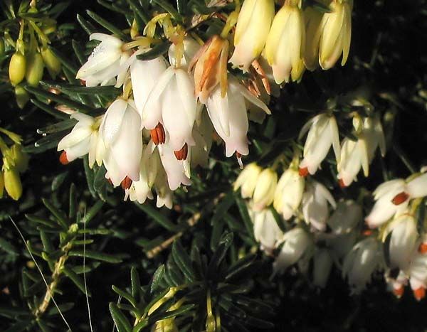 Erica carnea &#39;Schneekuppe&#39; 4&quot;