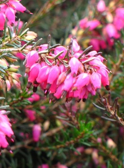 Heather, Erica carnea &#39;Nathalie&#39; 4&quot;