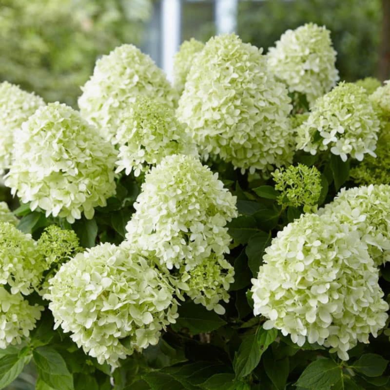 Hydrangea - Panicled, Hydrangea p. Little Spooky&#39; 2gal