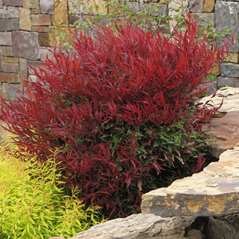 Heavenly Bamboo, Nandina domestica &#39;Burgundy Wine&#39; 2gal