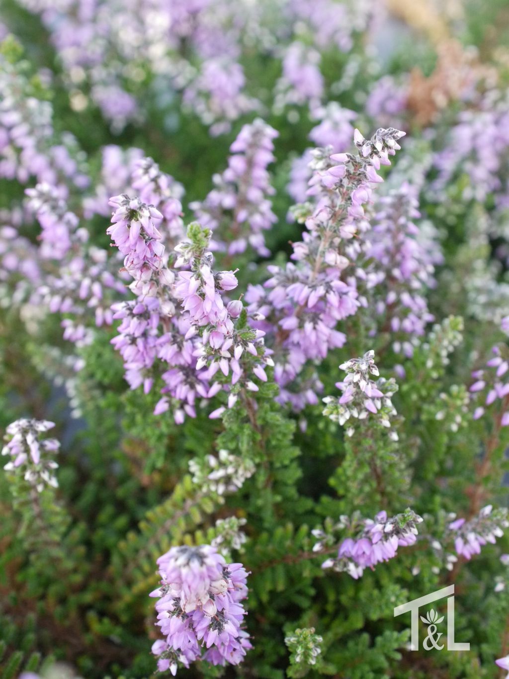 Calluna vulgaris &#39;Kerstin&#39; 4&quot;