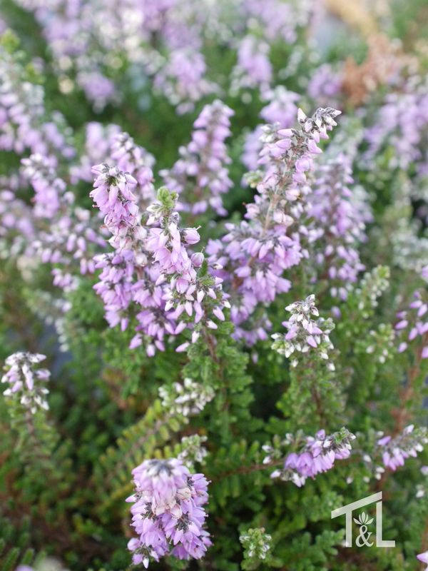 Calluna vulgaris &#39;Kerstin&#39; 4&quot;