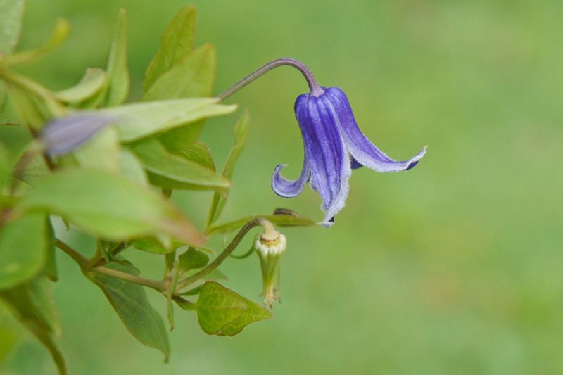 Clematis &#39;Rooguchi&#39; 1gal