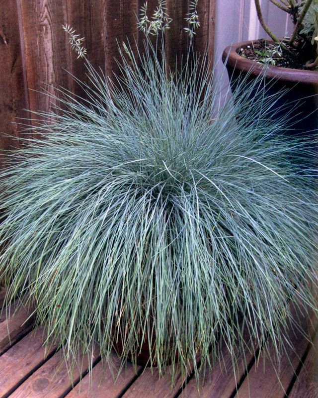 Festuca glauca &#39;Beyond Blue&#39; Qt