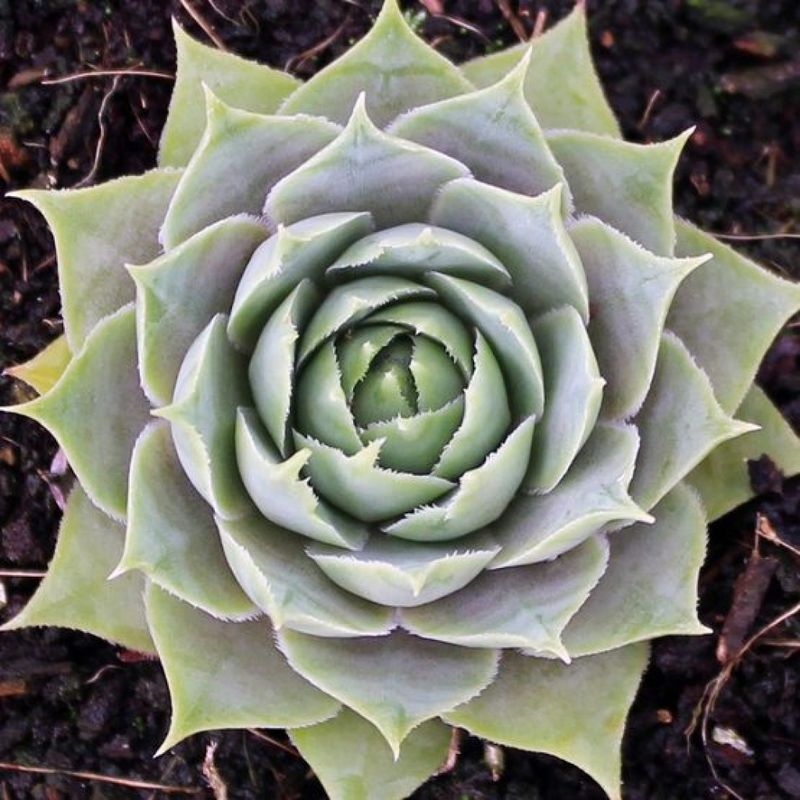 Hens &amp; Chicks, Sempervivum &#39;Silverine&#39; Qt