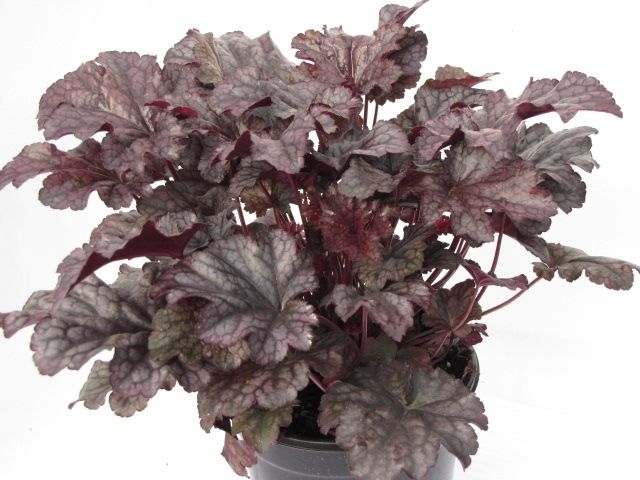 Heuchera &#39;Plum Pudding&#39; Qt