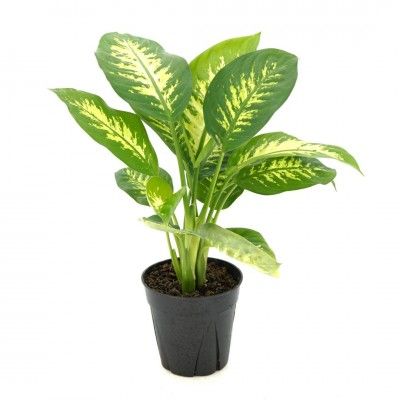 Leopard Lily, Dieffenbachia Tropic Snow 6&quot;