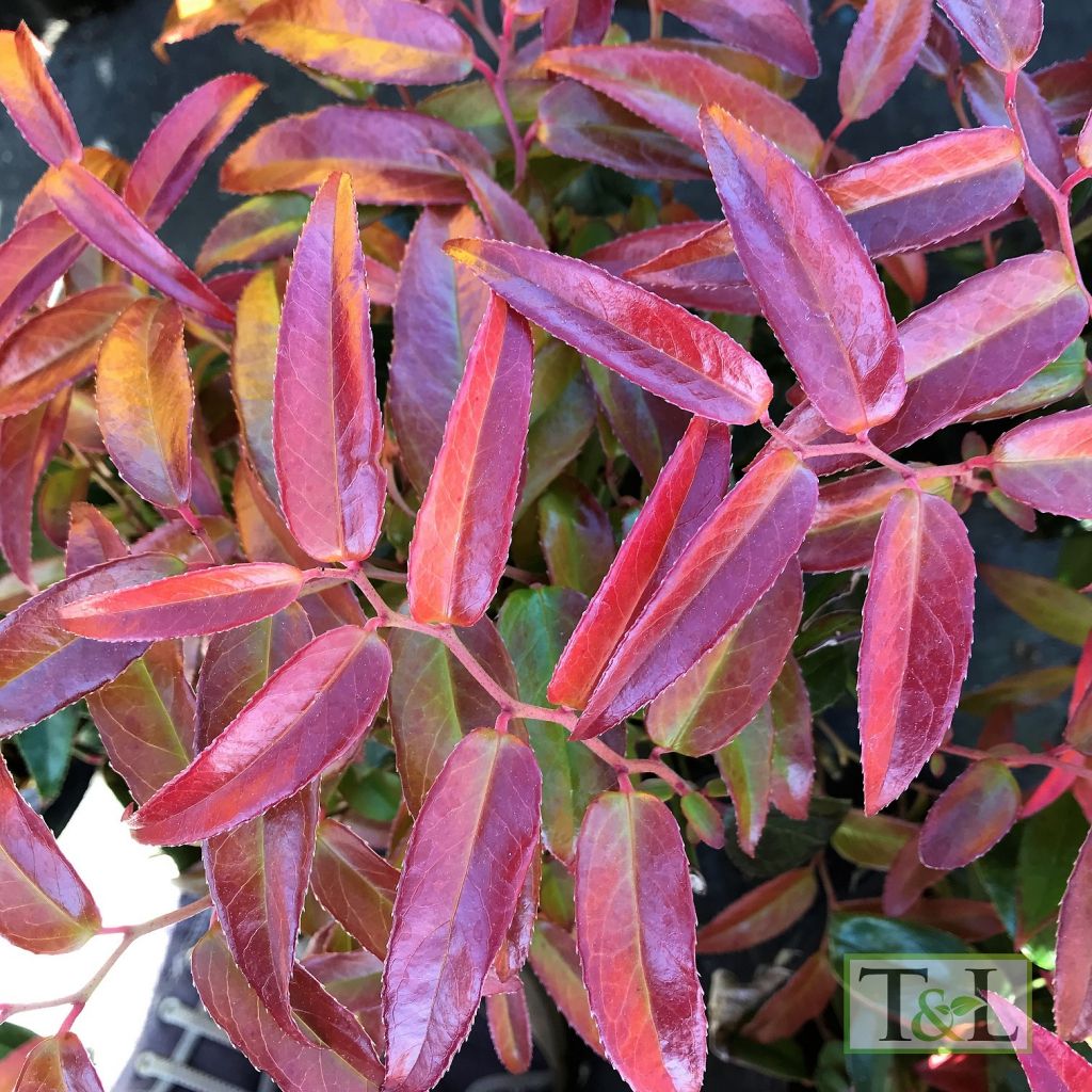 Leucothoe fontanesiana &#39;Scarletta&#39; 1gal