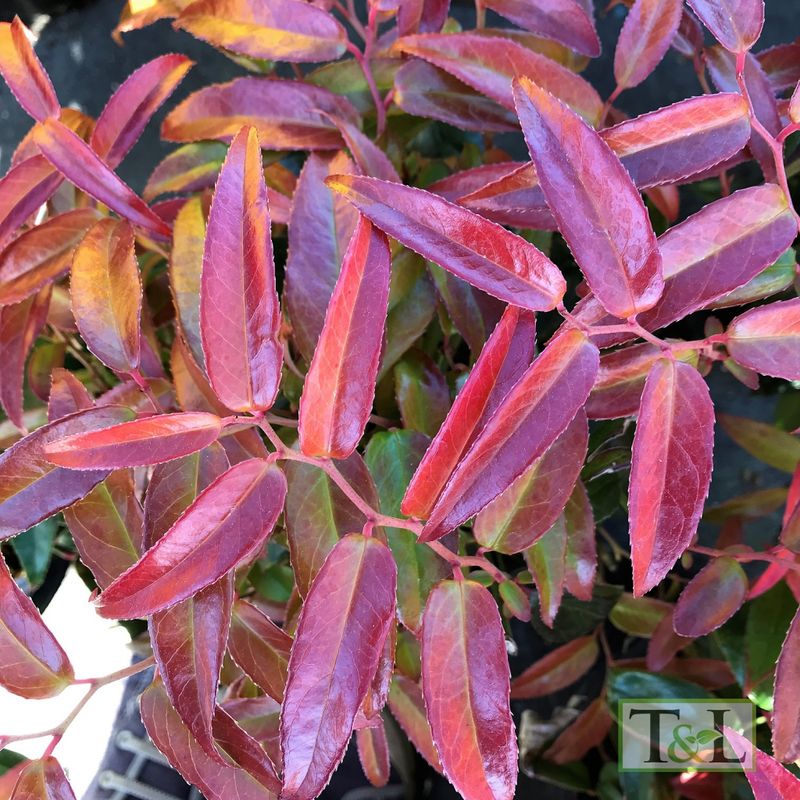 Leucothoe fontanesiana &#39;Scarletta&#39; 1gal