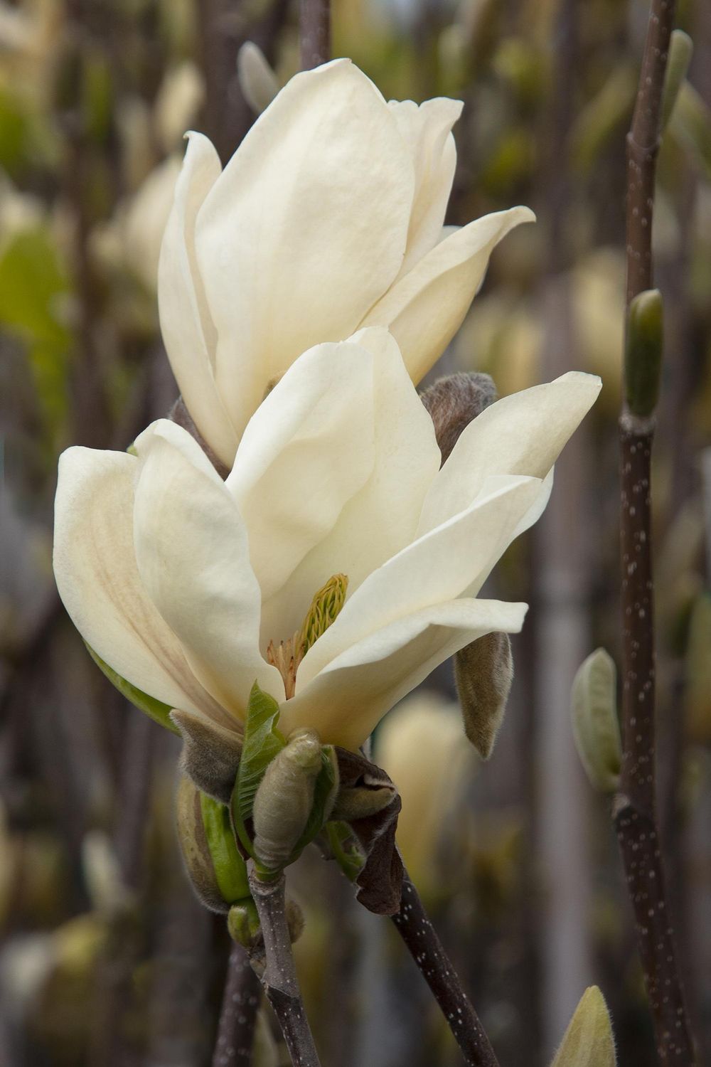 Magnolia &#39;Elizabeth&#39; 5gal