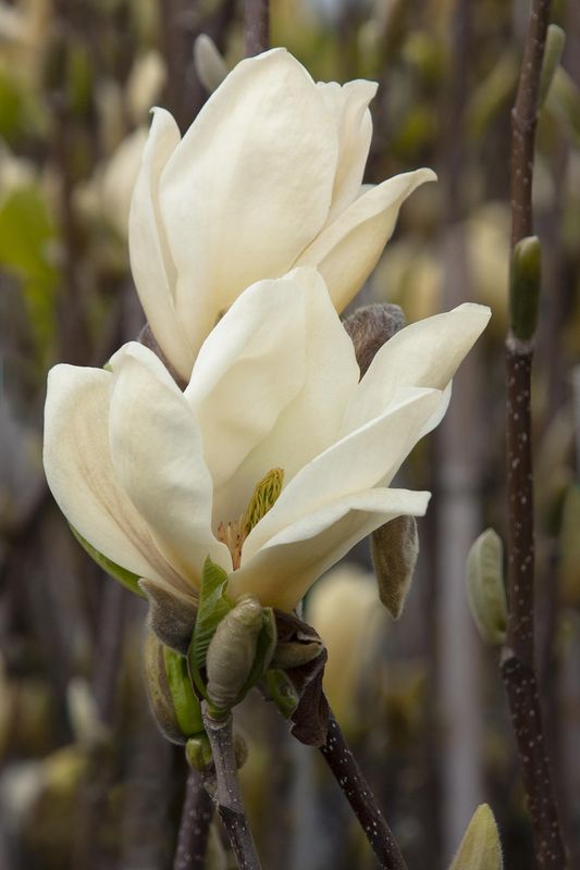 Magnolia &#39;Elizabeth&#39; 5gal