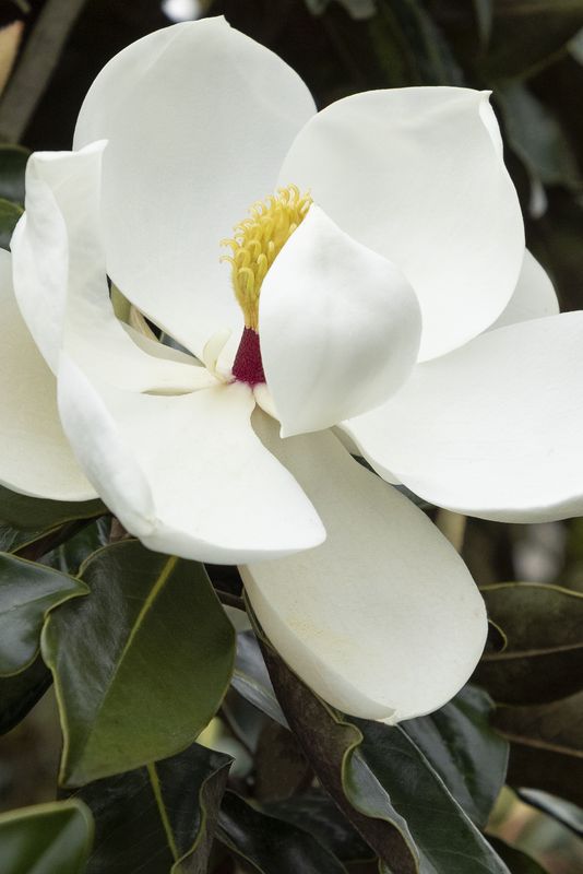 Magnolia - Evergreen, Magnolia grandiflora &#39;Little Gem&#39; 5gal