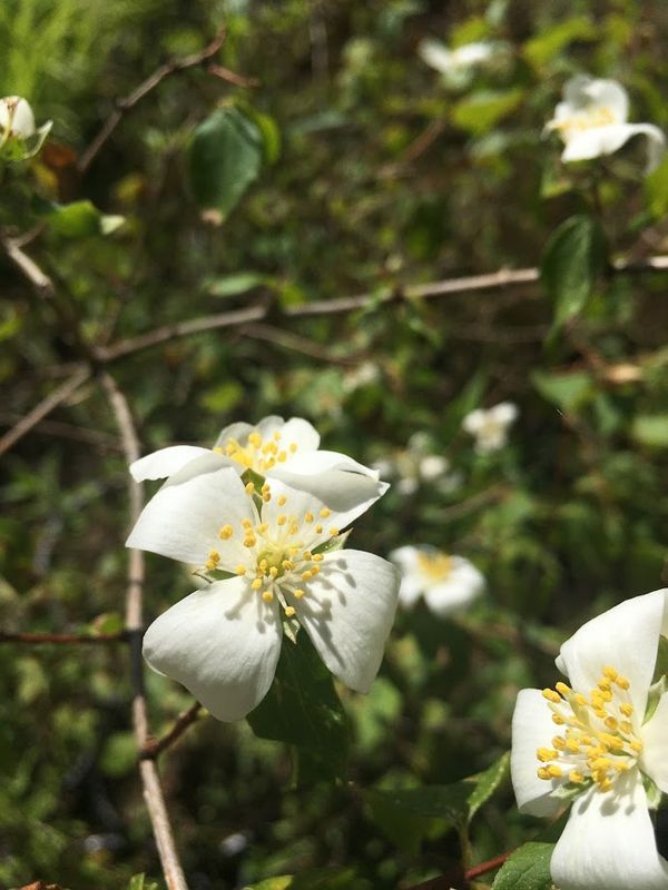 Mock Orange, Philadelphus lewisii 1gal