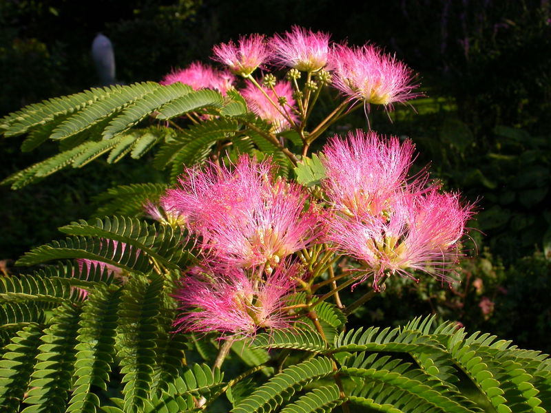 Mimosa Tree, Albizia julibrissin &#39;Tropical Dream&#39; 5gal