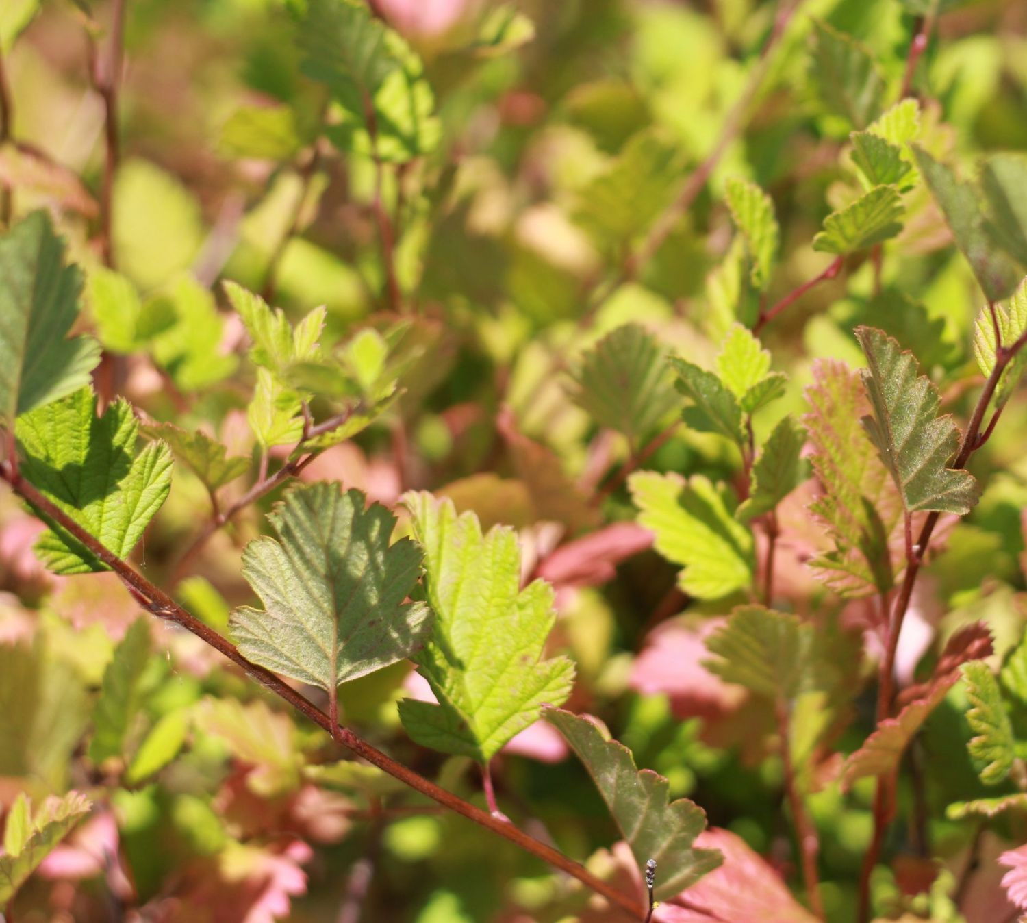 Oceanspray, Holodiscus discolor 1gal