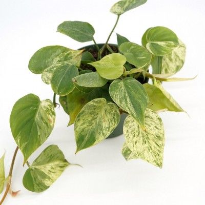 Philodendron scandens variegatum 4&quot;