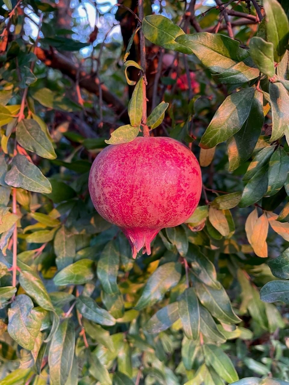Pomegranate, Punica &#39;Angel Red&#39; 2gal