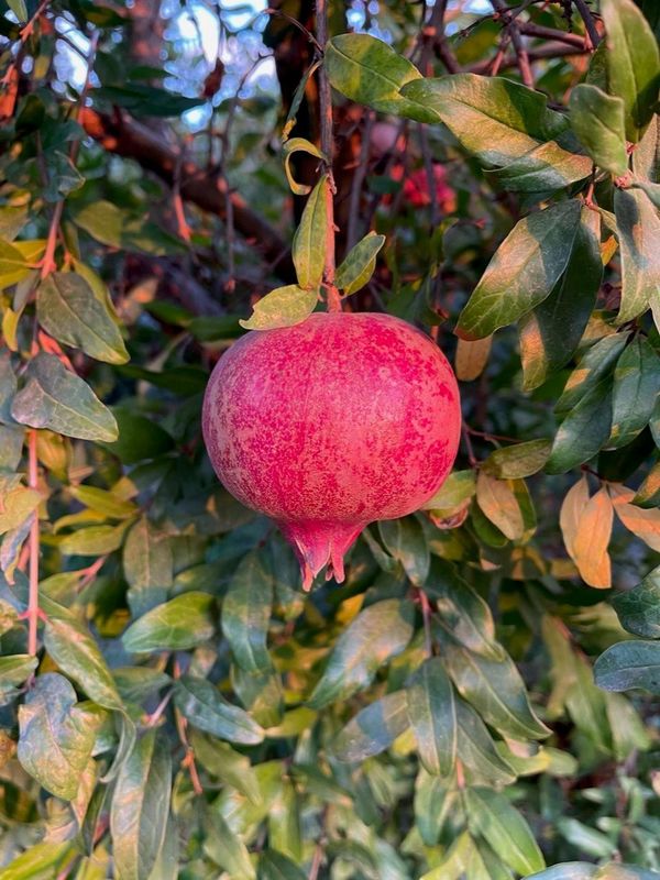 Pomegranate, Punica &#39;Angel Red&#39; 2gal
