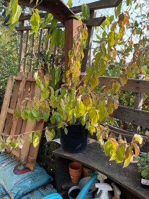 Red Twig Dogwood, Cornus &#39;Midwinter Fire&#39; 5gal