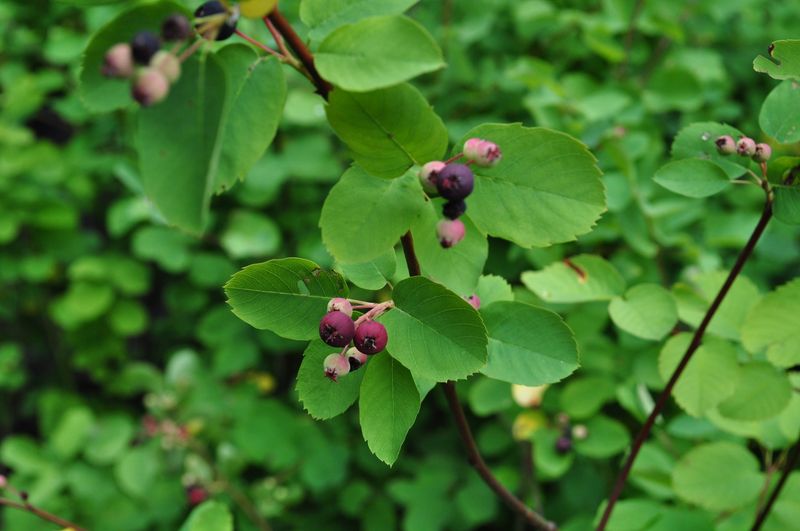 Serviceberry Saskatoon, Amelanchier alnifolia 1gal
