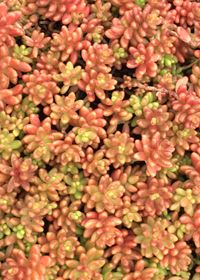 Sedum album &#39;Orange Ice&#39; 3.5&quot;