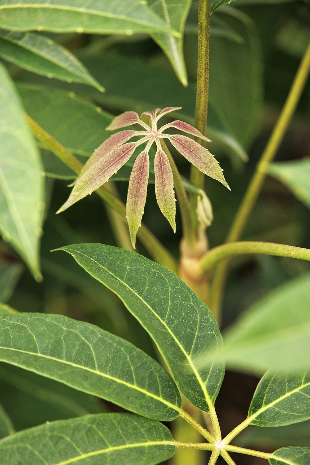 Umbrella Tree - Hardy, Schefflera rhododendrifolia 2gal